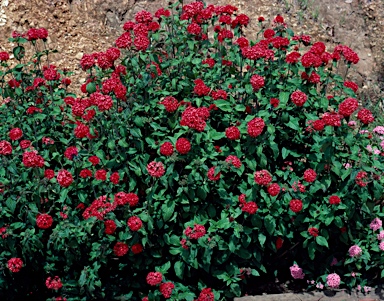 APII jpeg image of Pentas lanceolata  © contact APII