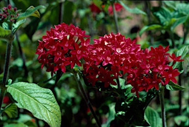 APII jpeg image of Pentas lanceolata  © contact APII