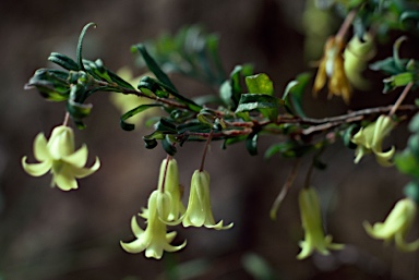 APII jpeg image of Billardiera scandens  © contact APII