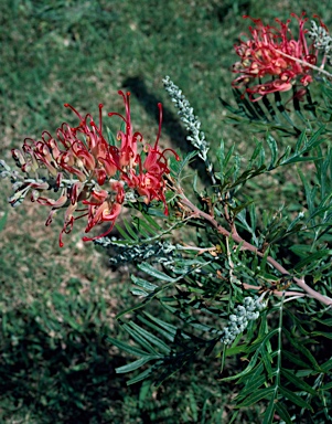 APII jpeg image of Grevillea 'Mason's Hybrid'  © contact APII