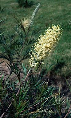 APII jpeg image of Grevillea 'Moonlight'  © contact APII