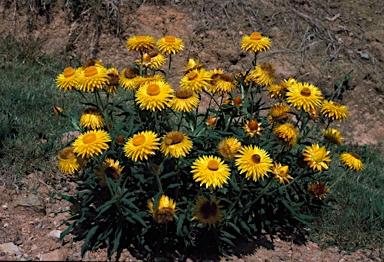 APII jpeg image of Xerochrysum bracteatum 'Princess of Wales'  © contact APII