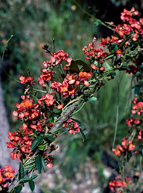 APII jpeg image of Kennedia coccinea  © contact APII