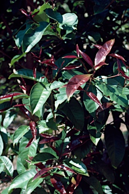 APII jpeg image of Syzygium cormiflorum  © contact APII