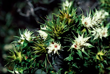 APII jpeg image of Andersonia echinocephala  © contact APII