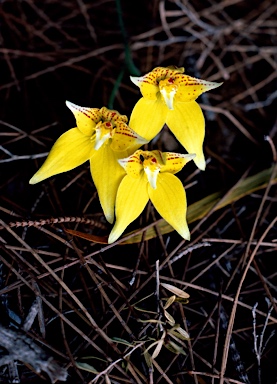 APII jpeg image of Caladenia flava  © contact APII