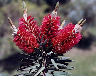 APII jpeg image of Callistemon glaucus  © contact APII