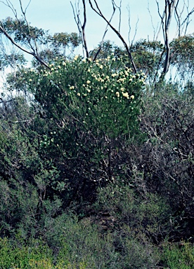 APII jpeg image of Melaleuca capitata  © contact APII