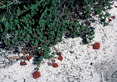 APII jpeg image of Darwinia sanguinea  © contact APII