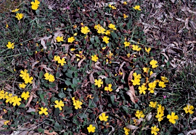 APII jpeg image of Hibbertia lasiopus  © contact APII