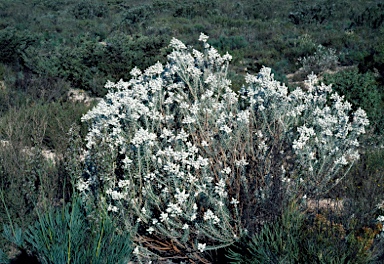 APII jpeg image of Lachnostachys eriobotrya  © contact APII