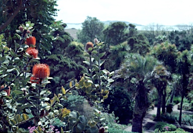 APII jpeg image of Banksia coccinea  © contact APII