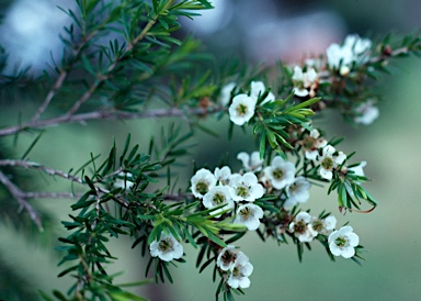 APII jpeg image of Leptospermum polygalifolium subsp. tropicum  © contact APII