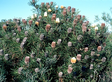 APII jpeg image of Banksia hookeriana  © contact APII