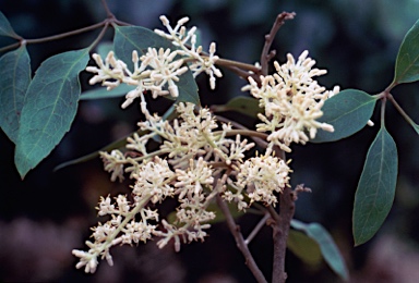 APII jpeg image of Carnarvonia araliifolia  © contact APII