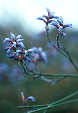 APII jpeg image of Conospermum caeruleum  © contact APII