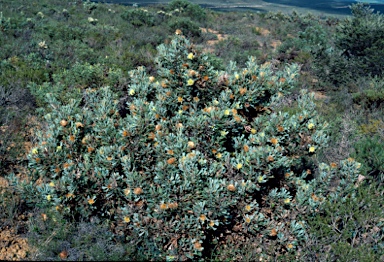 APII jpeg image of Banksia glaucifolia  © contact APII