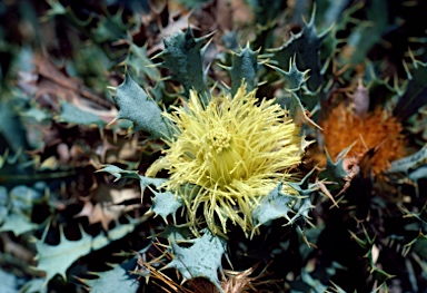 APII jpeg image of Banksia glaucifolia  © contact APII