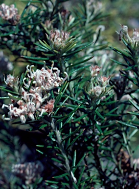 APII jpeg image of Grevillea acerata  © contact APII