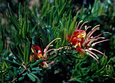 APII jpeg image of Grevillea 'McDonald Park'  © contact APII