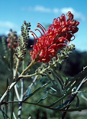 APII jpeg image of Grevillea banksii  © contact APII