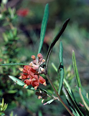 APII jpeg image of Grevillea brachystylis  © contact APII