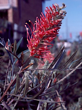 APII jpeg image of Grevillea 'Cherry Brandy'  © contact APII