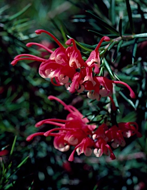 APII jpeg image of Grevillea 'Clearview David'  © contact APII