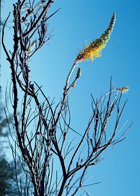 APII jpeg image of Grevillea eriostachya  © contact APII