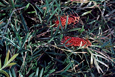 APII jpeg image of Grevillea 'Grassfire'  © contact APII