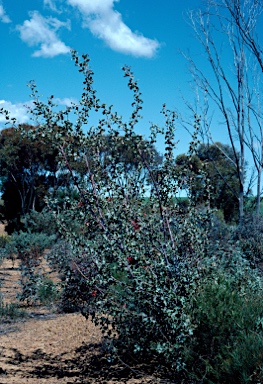 APII jpeg image of Grevillea insignis  © contact APII