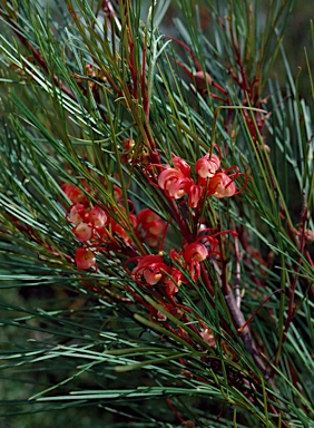 APII jpeg image of Grevillea johnsonii  © contact APII