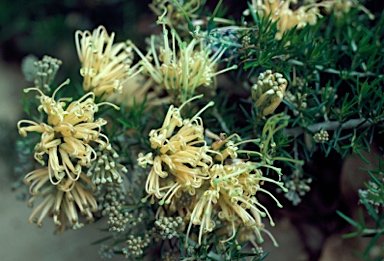 APII jpeg image of Grevillea juniperina 'Molonglo'  © contact APII