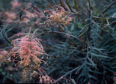 APII jpeg image of Grevillea 'Superb'  © contact APII