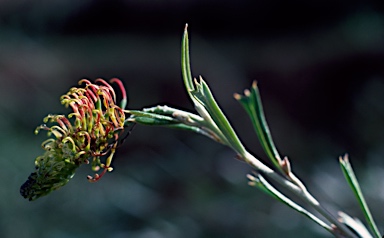 APII jpeg image of Grevillea manglesioides  © contact APII