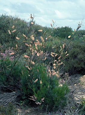 APII jpeg image of Grevillea petrophiloides subsp. petrophiloides  © contact APII