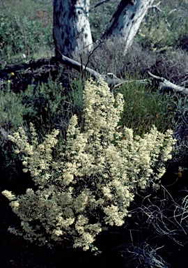 APII jpeg image of Grevillea florida  © contact APII