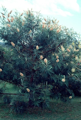 APII jpeg image of Grevillea 'Pink Surprise'  © contact APII