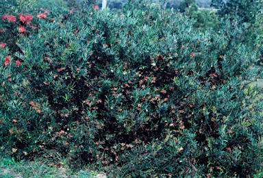 APII jpeg image of Grevillea polybractea  © contact APII