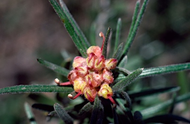 APII jpeg image of Grevillea polybractea  © contact APII