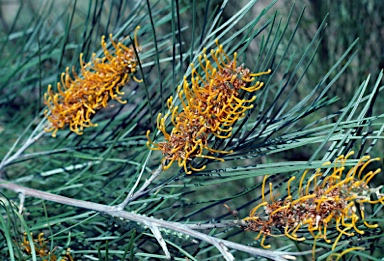 APII jpeg image of Grevillea pteridifolia  © contact APII