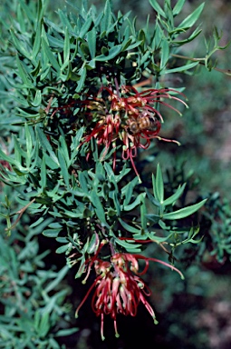 APII jpeg image of Grevillea ripicola  © contact APII