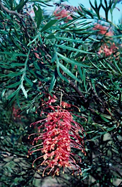 APII jpeg image of Grevillea 'Superb'  © contact APII