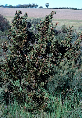 APII jpeg image of Hakea brownii  © contact APII