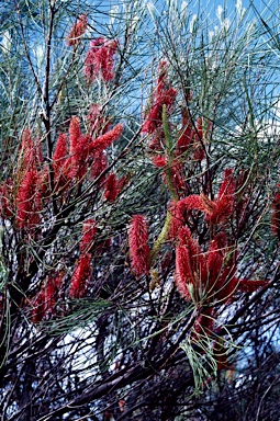 APII jpeg image of Hakea bucculenta  © contact APII