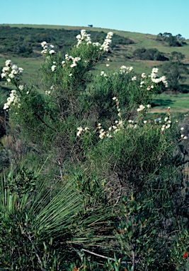 APII jpeg image of Hakea gilbertii  © contact APII