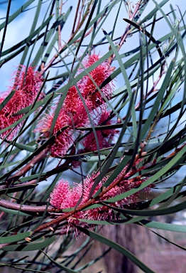 APII jpeg image of Hakea multilineata  © contact APII