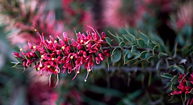 APII jpeg image of Hakea myrtoides  © contact APII