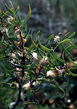 APII jpeg image of Hakea stenocarpa  © contact APII