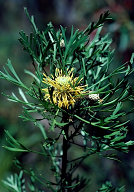 APII jpeg image of Isopogon anemonifolius  © contact APII